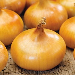 Cipolla - Borettana - Allium cepa L. - semi