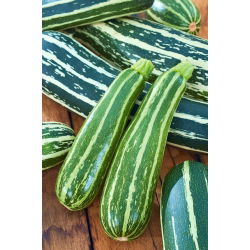 Cukinija - Striato d'Italia - 10 sėklos - Cucurbita pepo