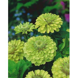百日草嫉妒种子 - 百日菊属dahliaeflora  -  120粒种子 - Zinnia elegans ‘Envy' - 種子