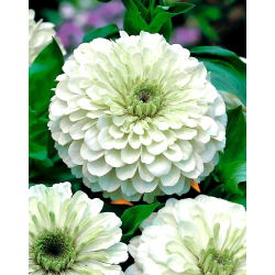 Дахлиа-цветна зинара "Поларни медвјед" - 120 семена - Zinnia elegans dahliaeflora