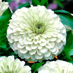 Дахлиа-цветна зинара "Поларни медвјед" - 120 семена - Zinnia elegans dahliaeflora
