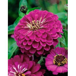 百日草“Liliput紫色宝石” - 紫色 -  81粒种子 - Zinnia elegans - 種子