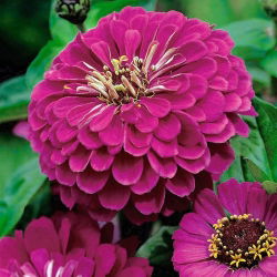 百日草“Liliput紫色宝石” - 紫色 -  81粒种子 - Zinnia elegans - 種子