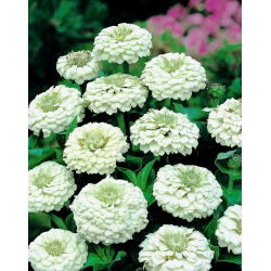 Puikioji gvaizdūnė - Liliput White Gem - 81 sėklos - Zinnia elegans