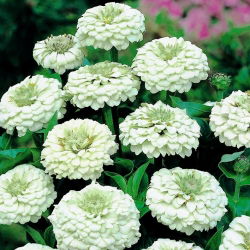 Puikioji gvaizdūnė - Liliput White Gem - 81 sėklos - Zinnia elegans