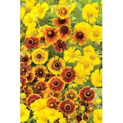 Hạt Sneezeweed phổ biến - Helenium fallale - 500 hạt - Helenium autumnale