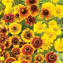 Hạt Sneezeweed phổ biến - Helenium fallale - 500 hạt - Helenium autumnale