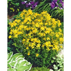 Prikkperikum - 1800 frø - Hypericum perforatum