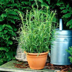 Estragón - Artemisia dracunculus - Fresco o seco, perfecto para salsas y carnes - Semillas frescas