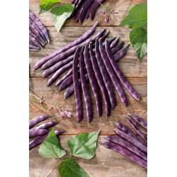 Đậu xanh "Blauhilde" - stakes, tím pod đa dạng - Phaseolus vulgaris L. - hạt