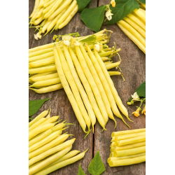 Bean "Furora Polana" - ngon và kháng bệnh - Phaseolus vulgaris L. - hạt