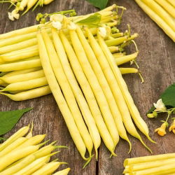 Bean "Furora Polana" - ngon và kháng bệnh - Phaseolus vulgaris L. - hạt