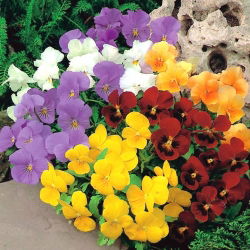 Рогати брада - сорт микс - 270 семена - Viola cornuta