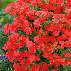 Phlox de Red Drummond - 600 semillas - Phlox drummondii