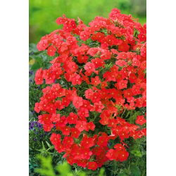 Phlox de Red Drummond - 600 semillas - Phlox drummondii