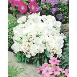 Бело семе Годетиа - Годетиа грандифлора - 1500 семена - Godetia grandiflora