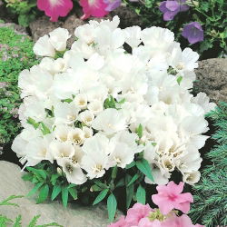 Бело семе Годетиа - Годетиа грандифлора - 1500 семена - Godetia grandiflora