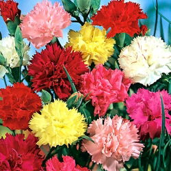 Craveiro - Grenadin - sortida - 248 sementes - Dianthus caryophyllus