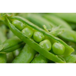 Pisello a grano rugoso - Meraviglia di Kelvedon - 500 g - Varietà precoce e compatta - Semi Freschi