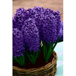 ผักตบชวาปีเตอร์สตุยเวสันต์ - 3 ชิ้น - Hyacinthus