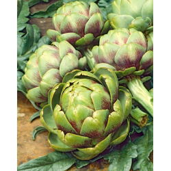 Latva - artisokka - Vert De Provence - 20 siemenet - Cynara scolymus