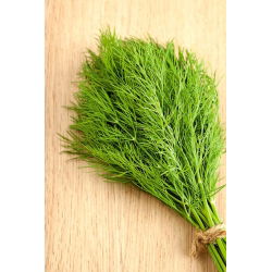 Záhradný kôpor "Turkus" - 2800 semien - Anethum graveolens L. - semená