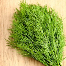 Záhradný kôpor "Turkus" - 2800 semien - Anethum graveolens L. - semená
