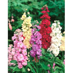 Hạt giống hỗn hợp - Matthiola incana - 300 hạt giống