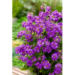 Hạt giống Stock - Matthiola incana annua - 300 hạt giống