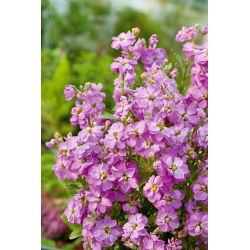 Hạt giống Liroza - Matthiola incana annua - 300 hạt giống