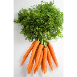 Carrot - Olympus - Seed tape - Sweet Perfection, Uniform Growth