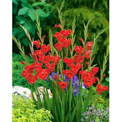 Glayöl Atom - 5 ampul - Gladiolus