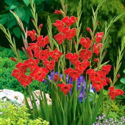 Glayöl Atom - 5 ampul - Gladiolus