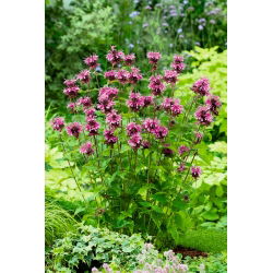 Monarda - 180 semillas