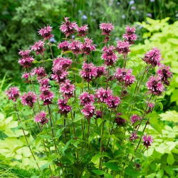 Monarda - 180 semillas