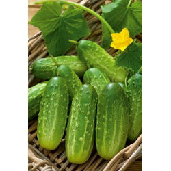 Cucumber - Polan F1 - Crisp, Crunchy Delight, Perfect for Pickling - Fresh Seeds