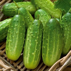 Cucumber - Polan F1 - Crisp, Crunchy Delight, Perfect for Pickling - Fresh Seeds