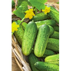 Cucumber - Krak F1 - Resilient, Firm and Crunchy, Ideal for Pickling - Fresh Seeds