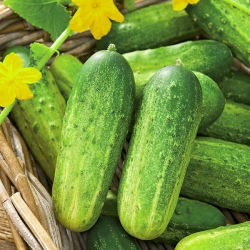 Cucumber - Krak F1 - Resilient, Firm and Crunchy, Ideal for Pickling - Fresh Seeds