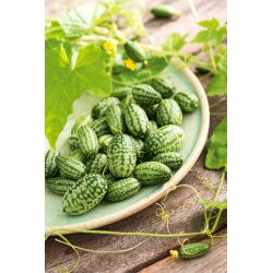 Pepinillo agrio mexicano, Cucamelon, Melón de ratón - 9 semillas - Melotria scabra