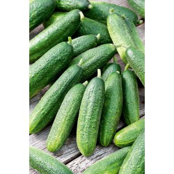 Cucumber - Partner F1 - Disease Resistant, Versatile in Growth Variety - Fresh Seeds