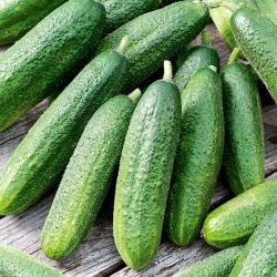 Cucumber - Partner F1 - Disease Resistant, Versatile in Growth Variety - Fresh Seeds