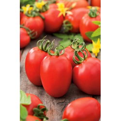 Tomato Kmicic seeds - Lycopersicon esculentum - 500 seeds