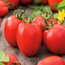Tomato Kmicic seeds - Lycopersicon esculentum - 500 seeds
