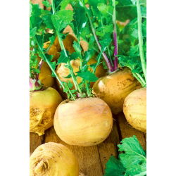 Nabo - Golden Ball - 2500 semillas - Brassica rapa subsp. Rapa