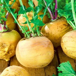 Nabo - Golden Ball - 2500 semillas - Brassica rapa subsp. Rapa