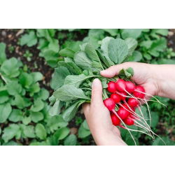 Hónapos retek - Cherry Belle - 100 g - Nagyon korai, intenzíven piros gyökerek - Friss vetőmagok