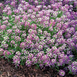Lily-violet søt alyssum, Sweet alison - 1750 frø - Lobularia maritima.