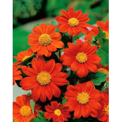 Bunga bunga merah, bunga matahari Mexico - 120 biji - Tithonia rotundifolia - benih