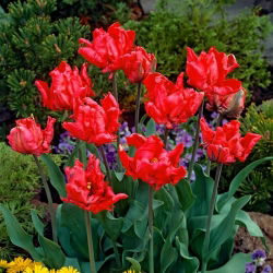 Tulipano Erna Lindgreen - pacchetto di 5 pezzi - Tulipa Erna Lindgreen